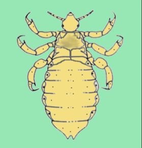 Imagen esquem�tica de un piojo humano (Pediculus humanus capitis)