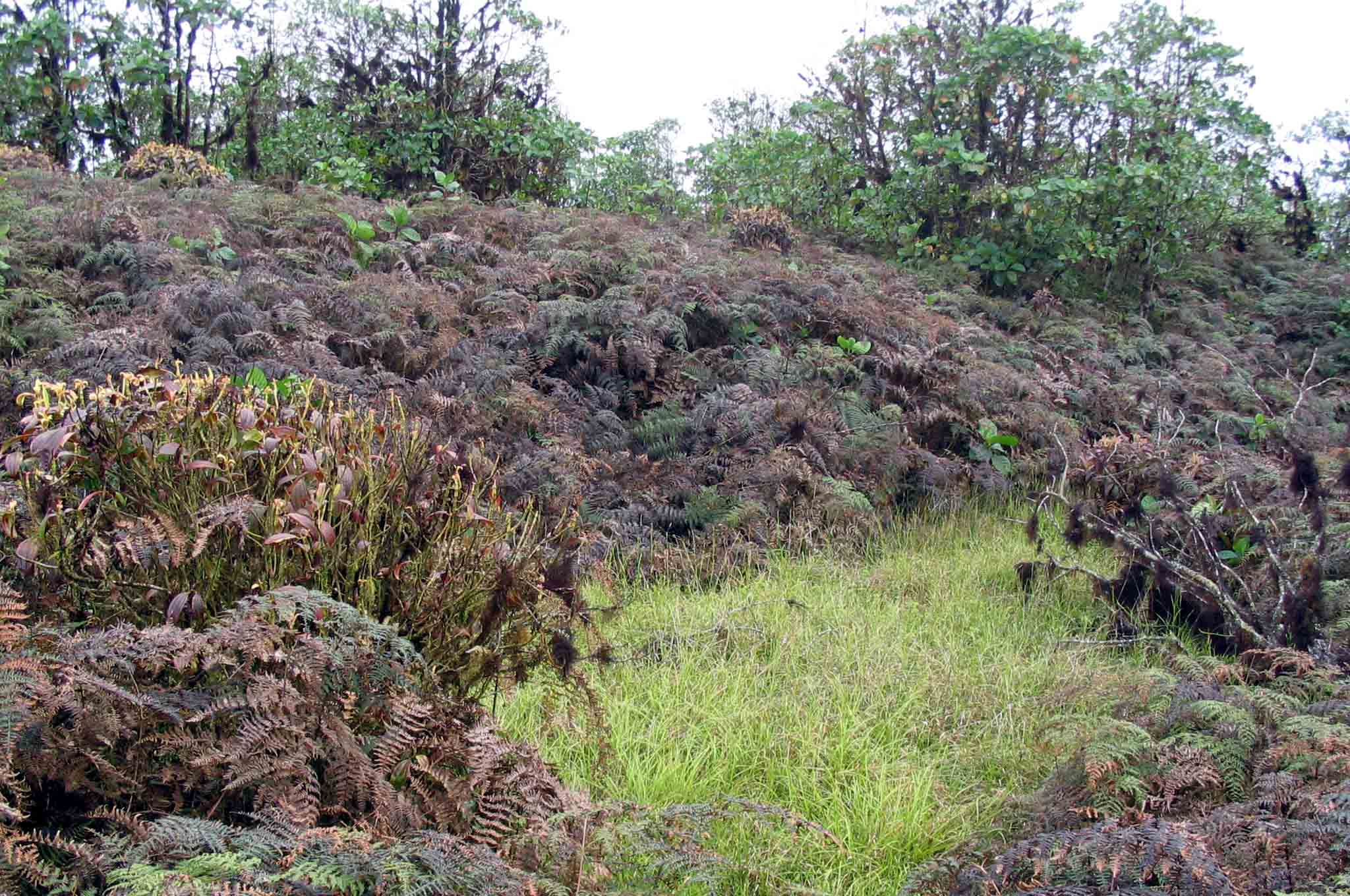 Bosque de helechos como los que originaron los combustibles fósiles